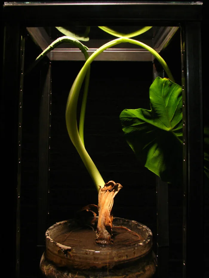 Taro Sculpture 3