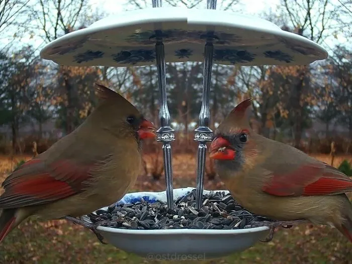 This Woman Photographs Her Daily Visitors With A Bird Camera, And The Variety Is Fascinating (46 New Pics)