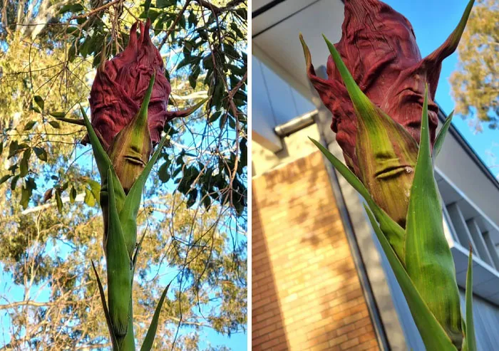 My Mum Sent Me These Photos Of A Plant Growing Outside Of Her Work. How Does It Have The Perfect Mouth , Nose But Also Eyes !
