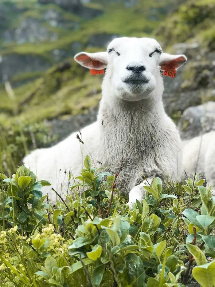 34 People Share Normal Practices In Their Country That The Rest Of The World May Find Weird