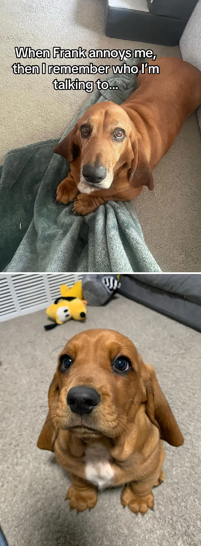 50 People Who Got Annoyed At Their Pets, But Then Remembered Who They Were Talking To