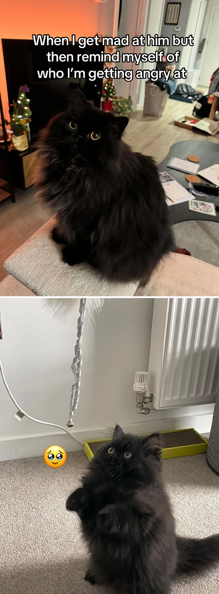 50 People Who Got Annoyed At Their Pets, But Then Remembered Who They Were Talking To