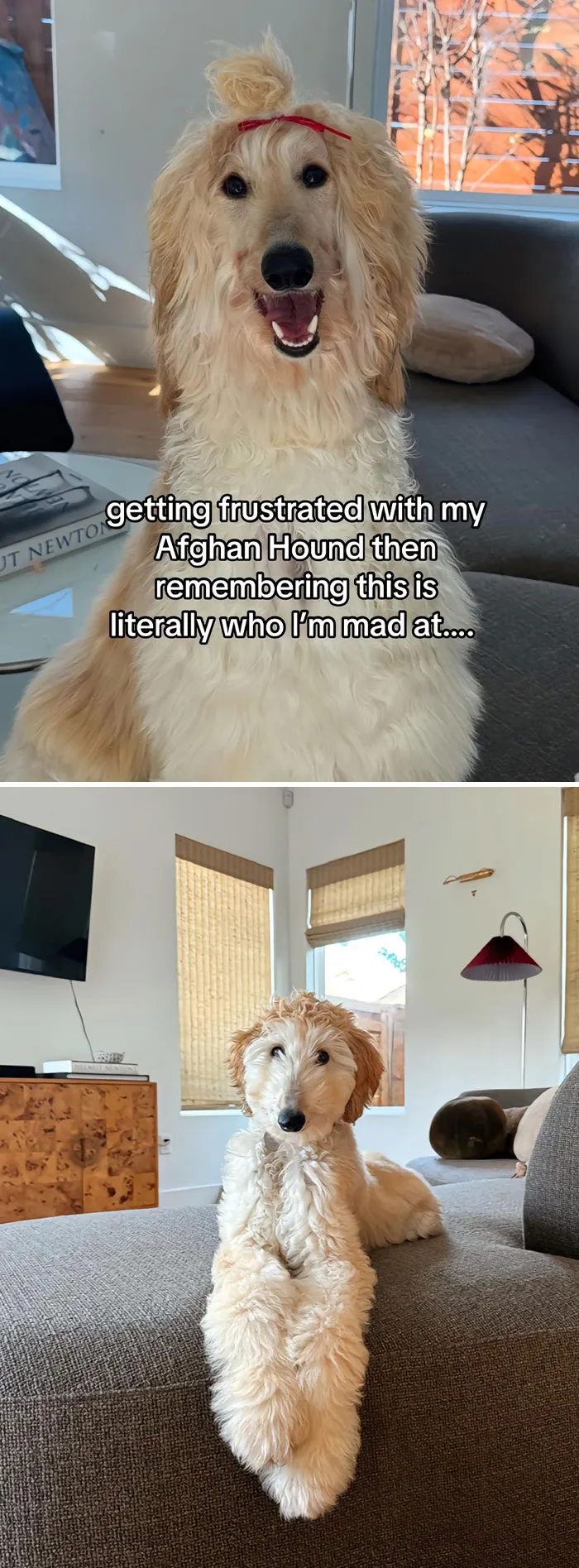 50 People Who Got Annoyed At Their Pets, But Then Remembered Who They Were Talking To