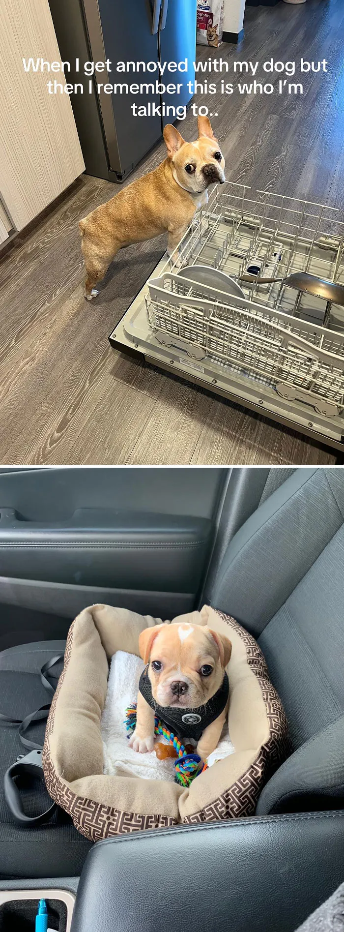 50 People Who Got Annoyed At Their Pets, But Then Remembered Who They Were Talking To