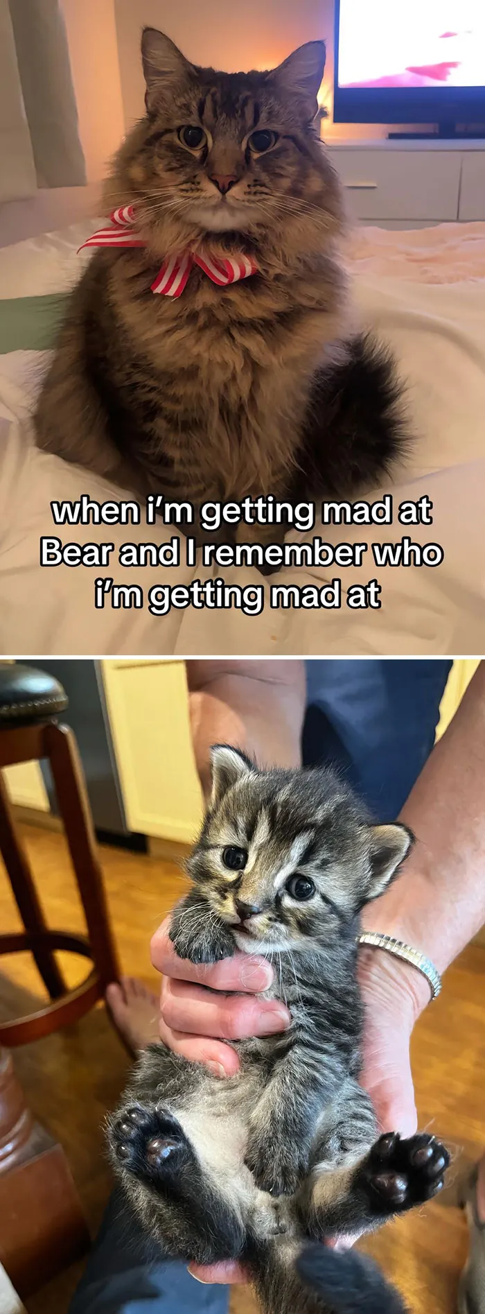 50 People Who Got Annoyed At Their Pets, But Then Remembered Who They Were Talking To