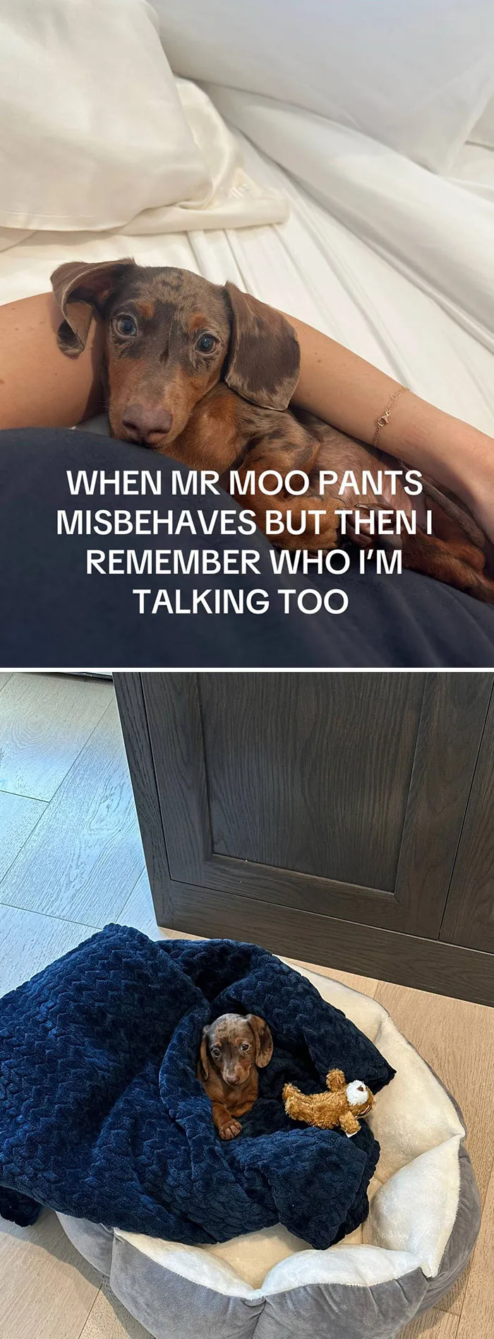 50 People Who Got Annoyed At Their Pets, But Then Remembered Who They Were Talking To