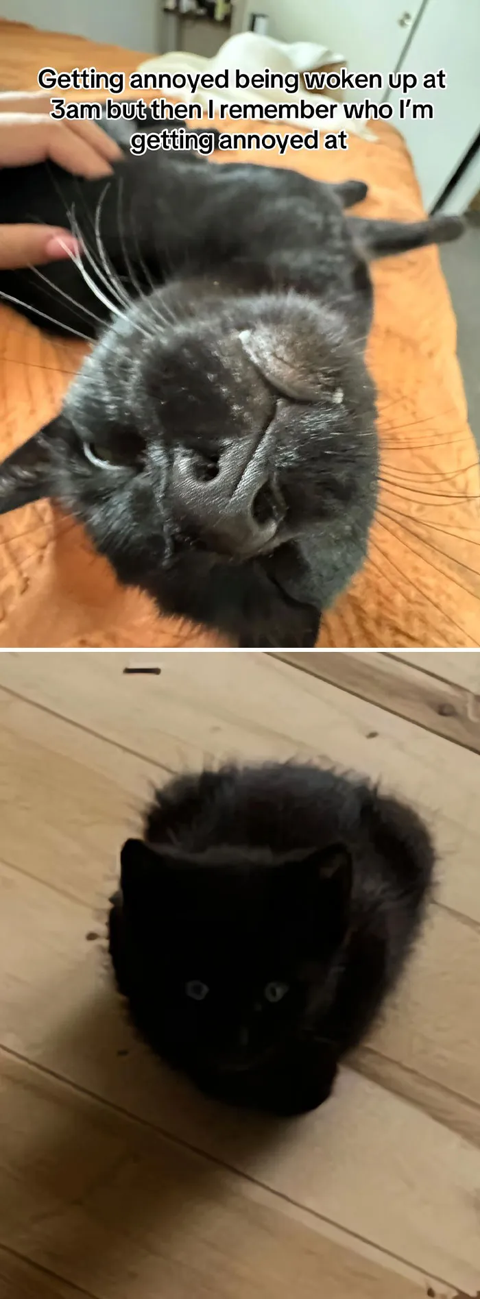 50 People Who Got Annoyed At Their Pets, But Then Remembered Who They Were Talking To
