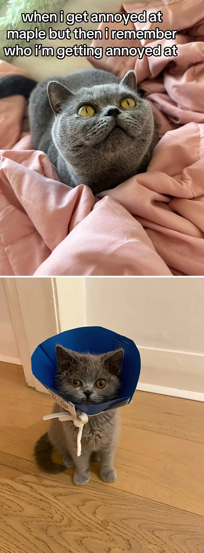 50 People Who Got Annoyed At Their Pets, But Then Remembered Who They Were Talking To