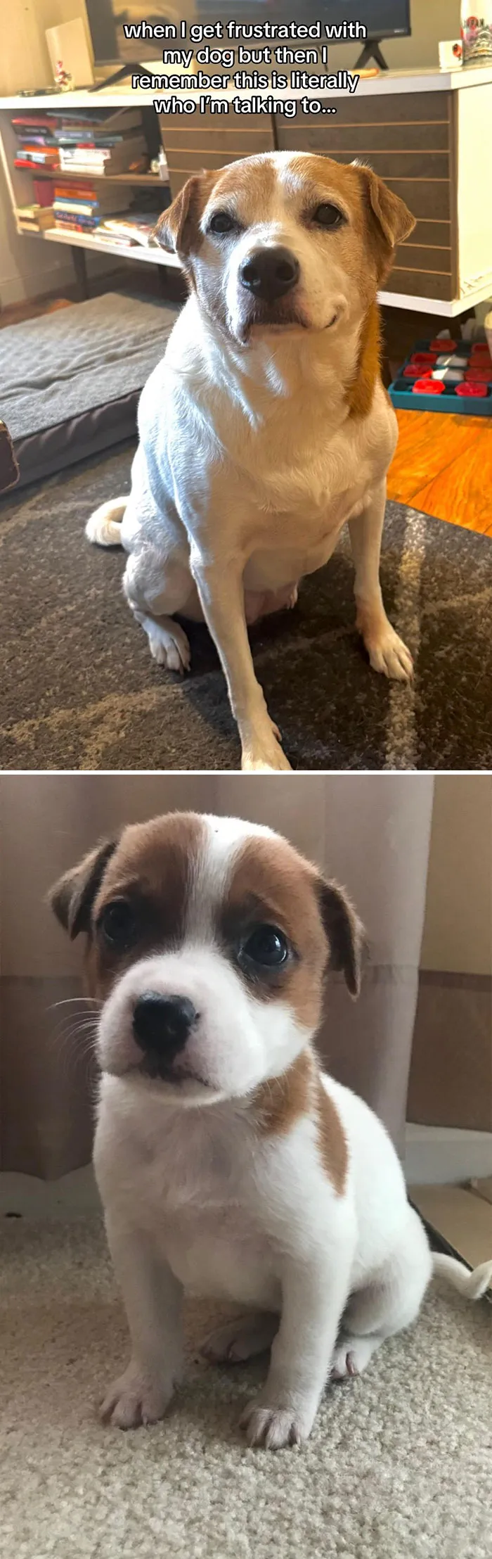 50 People Who Got Annoyed At Their Pets, But Then Remembered Who They Were Talking To