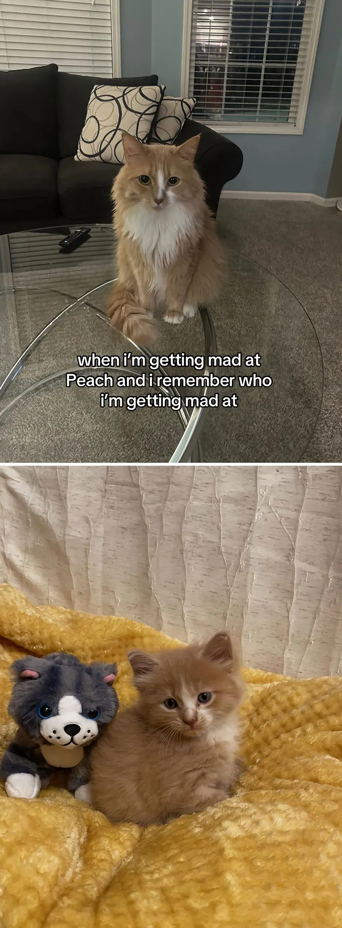 50 People Who Got Annoyed At Their Pets, But Then Remembered Who They Were Talking To