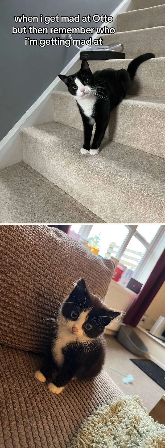 50 People Who Got Annoyed At Their Pets, But Then Remembered Who They Were Talking To