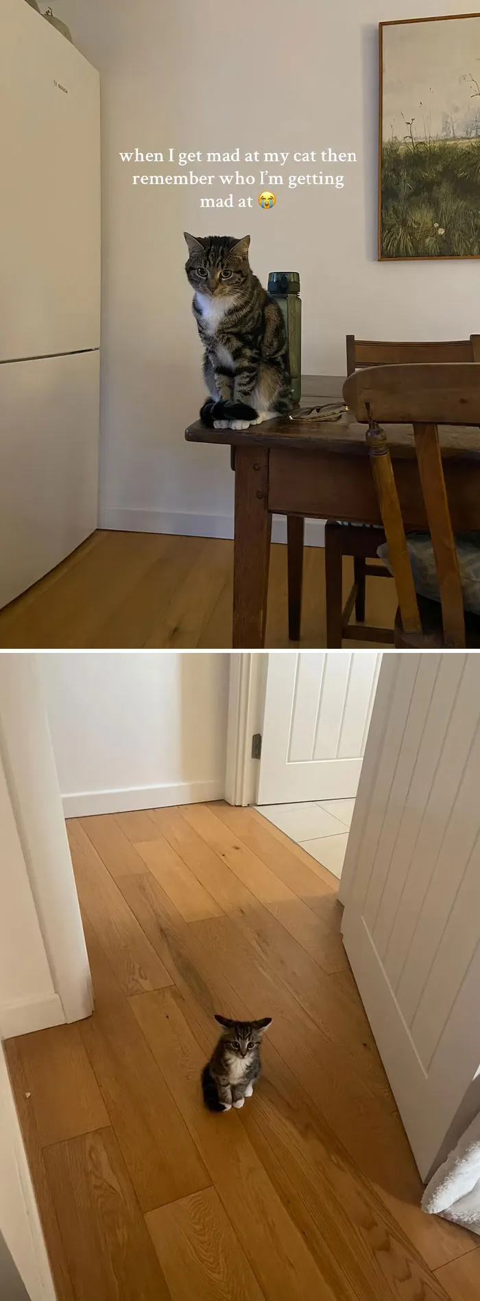50 People Who Got Annoyed At Their Pets, But Then Remembered Who They Were Talking To