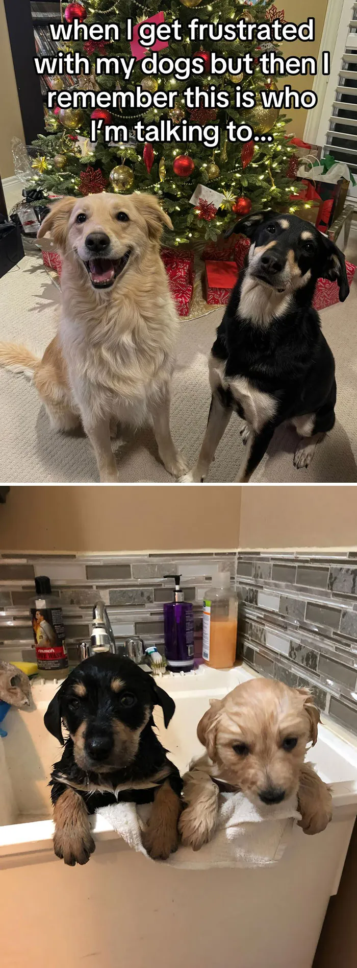 50 People Who Got Annoyed At Their Pets, But Then Remembered Who They Were Talking To