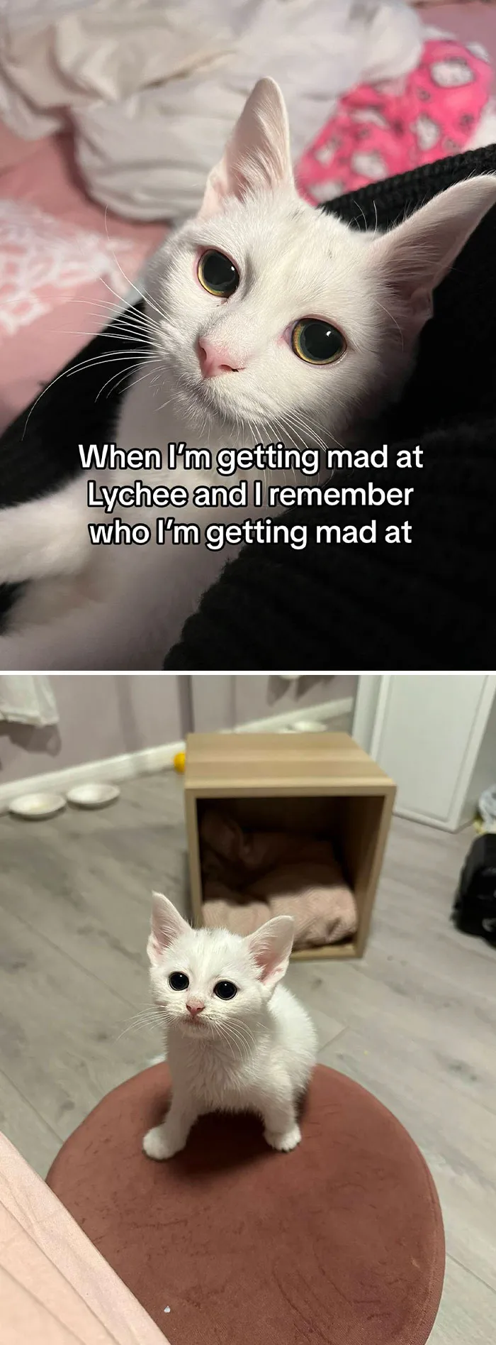 50 People Who Got Annoyed At Their Pets, But Then Remembered Who They Were Talking To