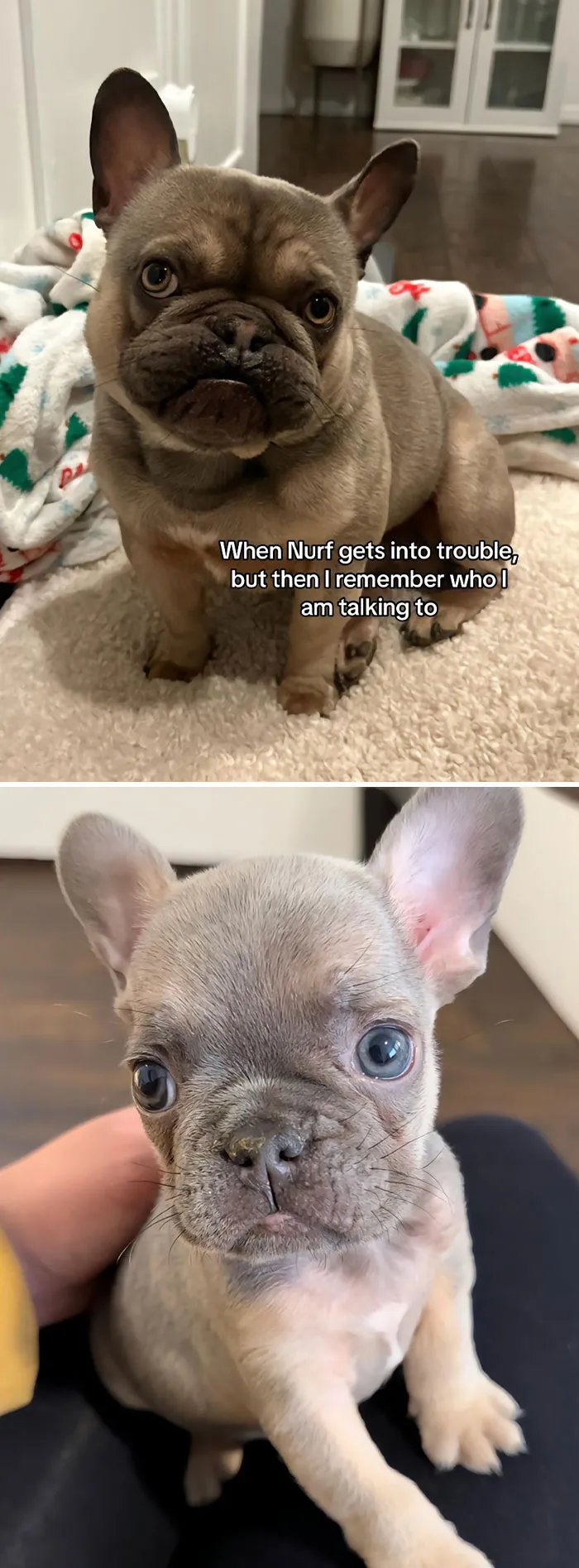 50 People Who Got Annoyed At Their Pets, But Then Remembered Who They Were Talking To