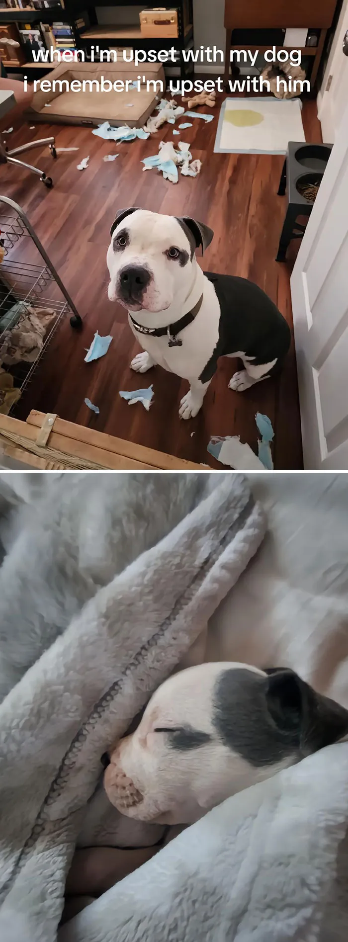 50 People Who Got Annoyed At Their Pets, But Then Remembered Who They Were Talking To