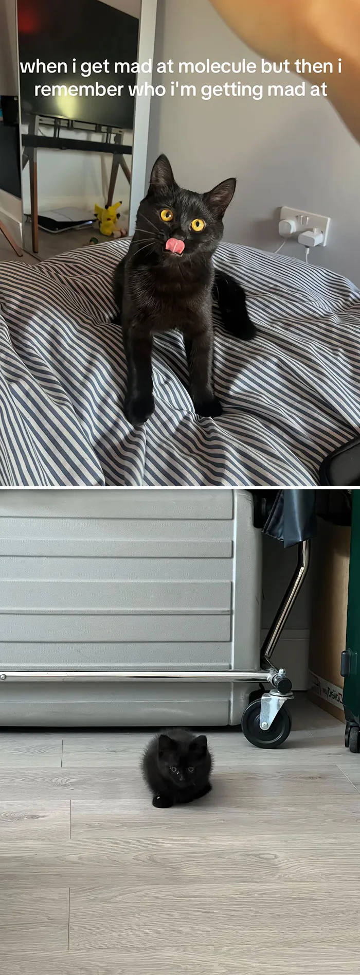 50 People Who Got Annoyed At Their Pets, But Then Remembered Who They Were Talking To