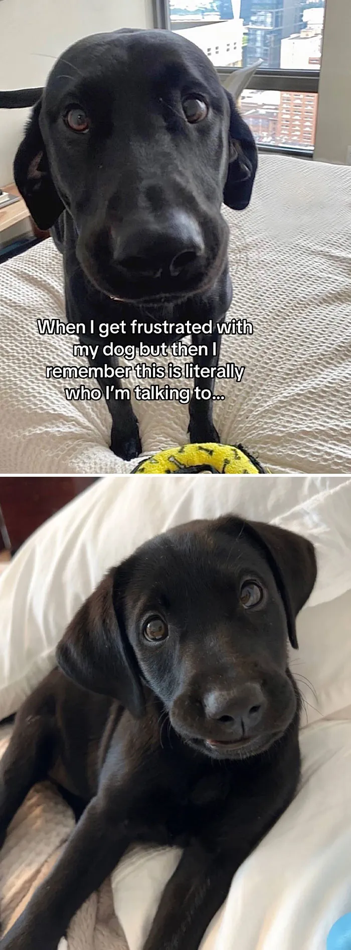 50 People Who Got Annoyed At Their Pets, But Then Remembered Who They Were Talking To