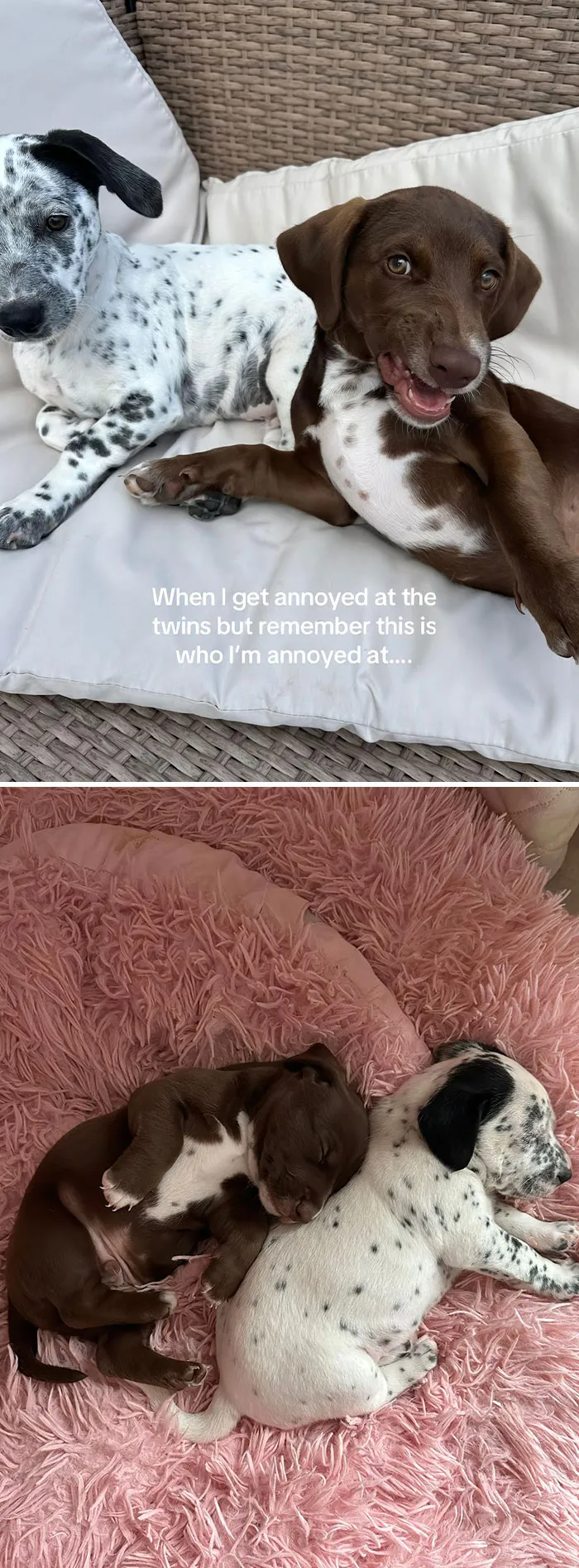 50 People Who Got Annoyed At Their Pets, But Then Remembered Who They Were Talking To