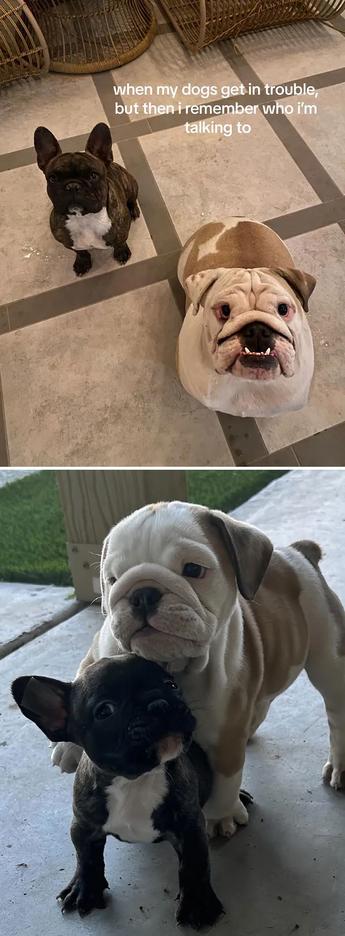 50 People Who Got Annoyed At Their Pets, But Then Remembered Who They Were Talking To