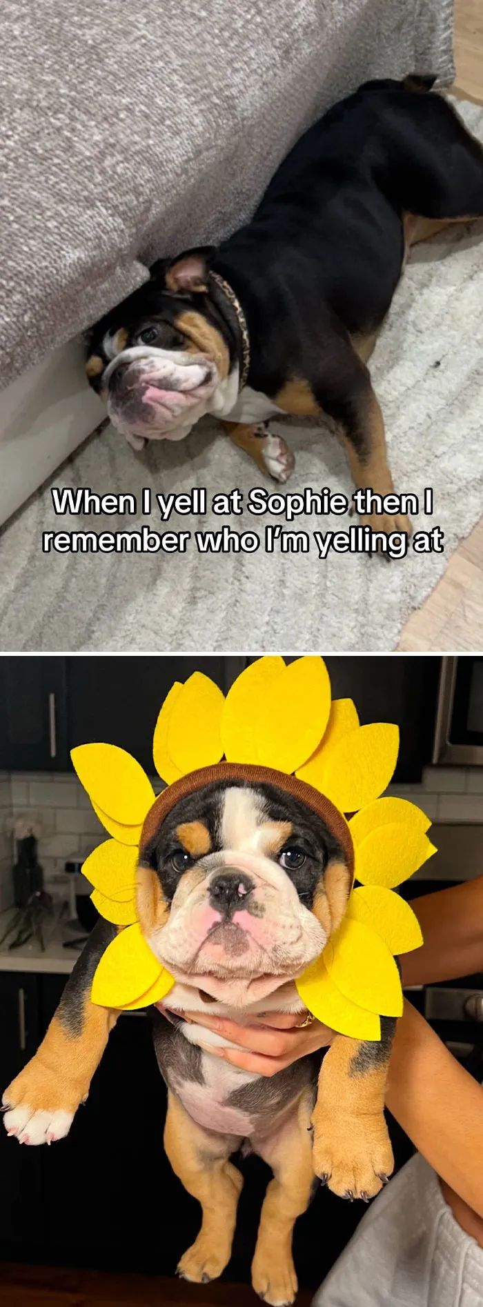 50 People Who Got Annoyed At Their Pets, But Then Remembered Who They Were Talking To