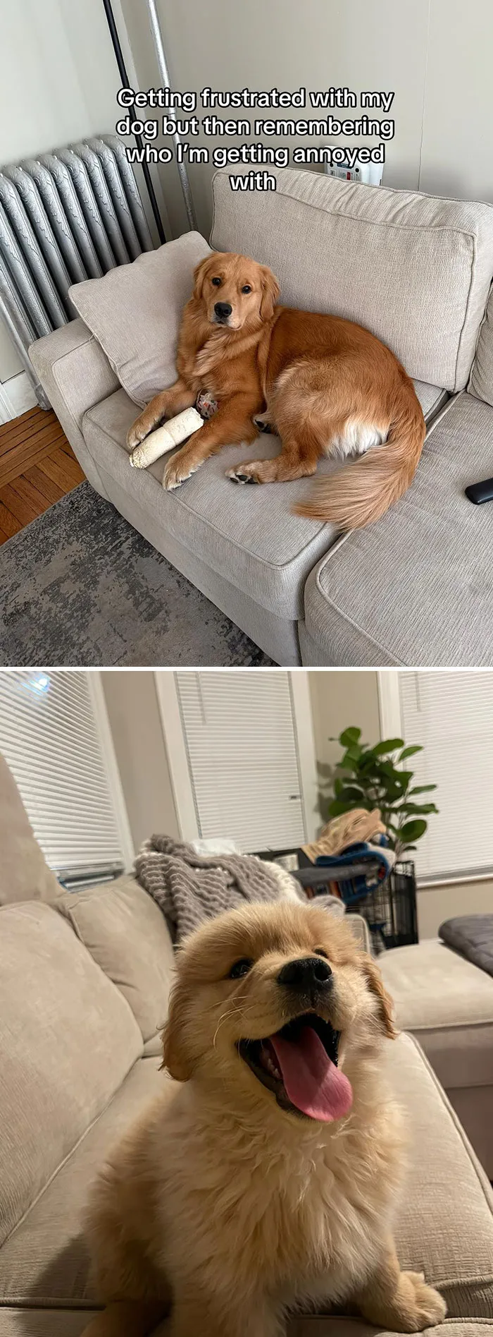 50 People Who Got Annoyed At Their Pets, But Then Remembered Who They Were Talking To