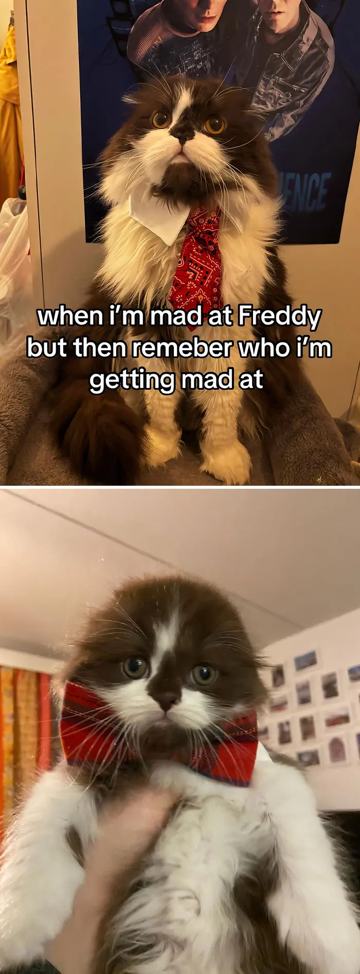 50 People Who Got Annoyed At Their Pets, But Then Remembered Who They Were Talking To