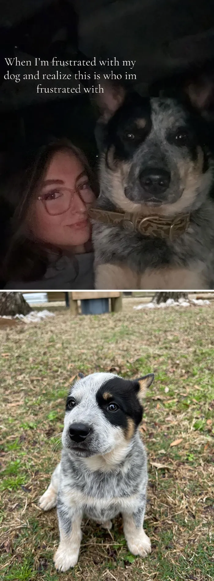 50 People Who Got Annoyed At Their Pets, But Then Remembered Who They Were Talking To