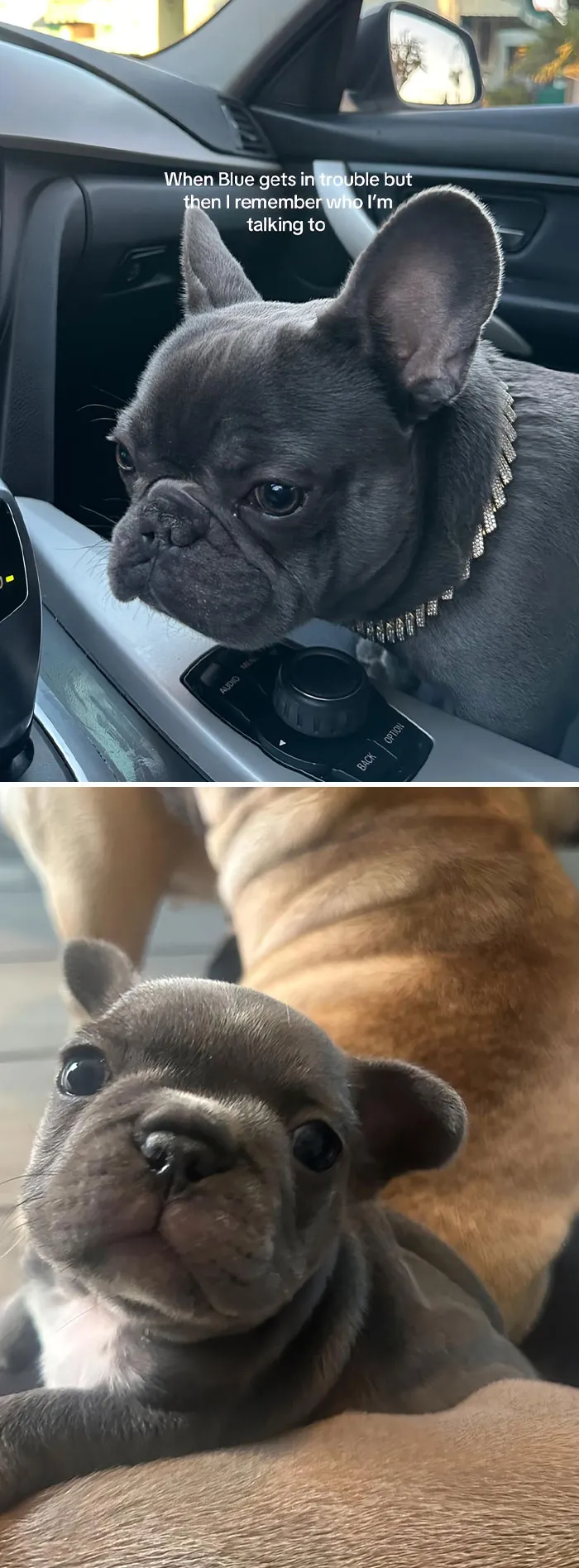 50 People Who Got Annoyed At Their Pets, But Then Remembered Who They Were Talking To