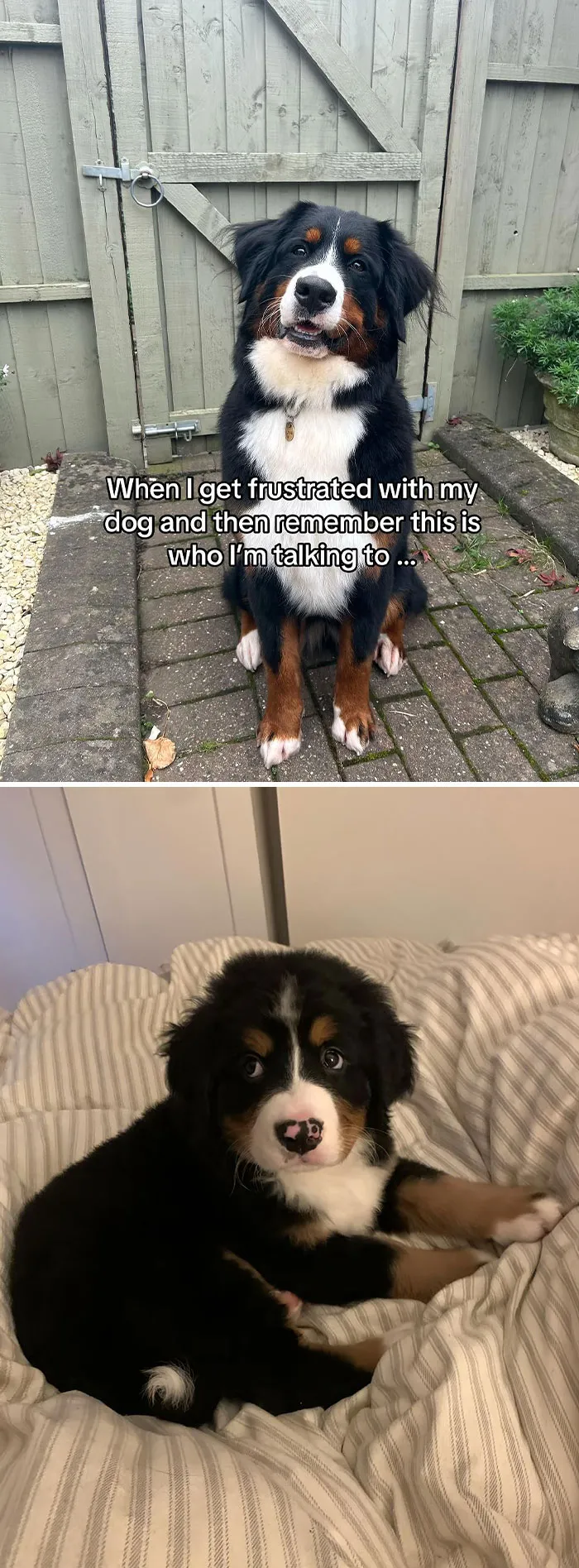 50 People Who Got Annoyed At Their Pets, But Then Remembered Who They Were Talking To