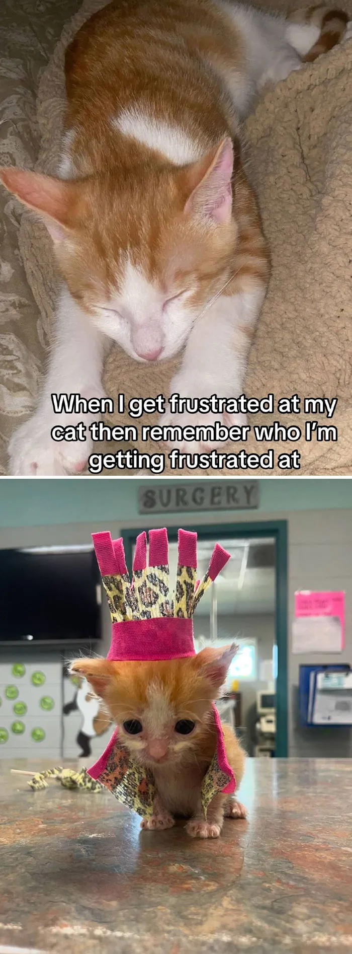 50 People Who Got Annoyed At Their Pets, But Then Remembered Who They Were Talking To