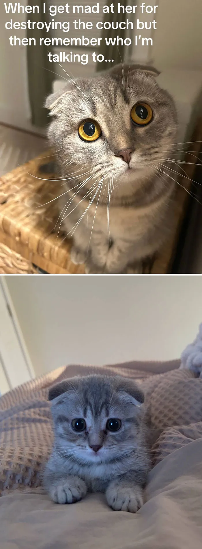 50 People Who Got Annoyed At Their Pets, But Then Remembered Who They Were Talking To
