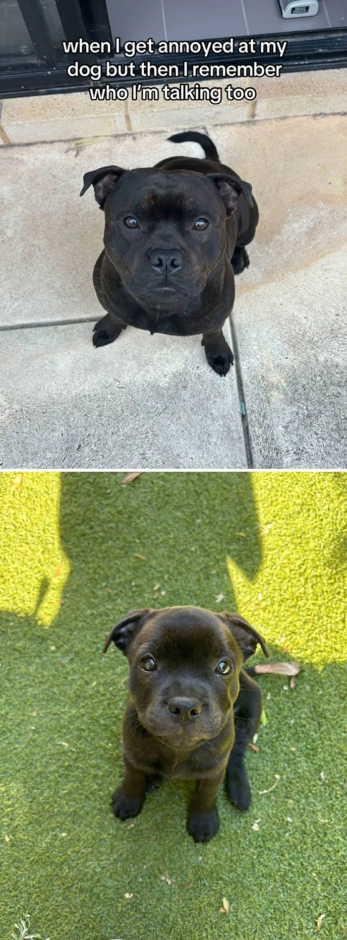 50 People Who Got Annoyed At Their Pets, But Then Remembered Who They Were Talking To