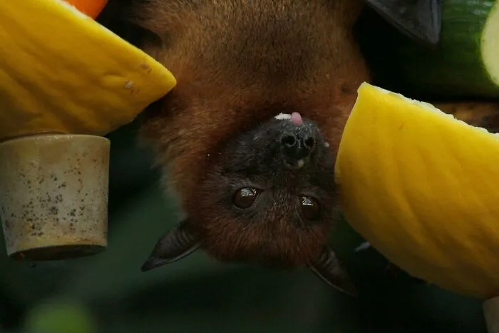 Bats Save Billions Of Dollars A Year