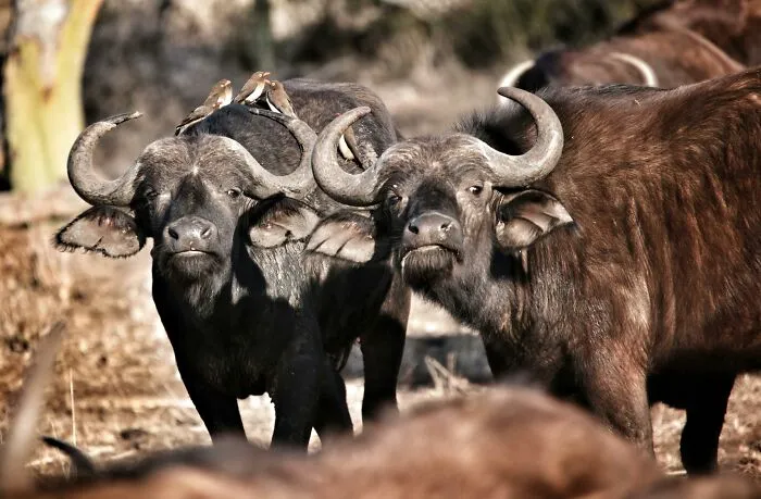 African Buffaloes Make Decisions By Voting
