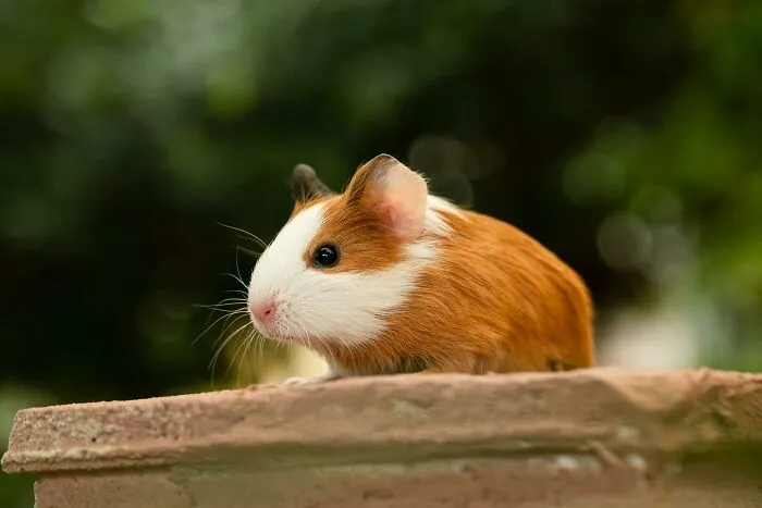 Happy Guinea Pigs Pop Like Popcorn
