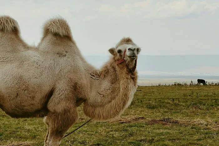 Camels' Humps Are Made Up Of Fat, Not Water