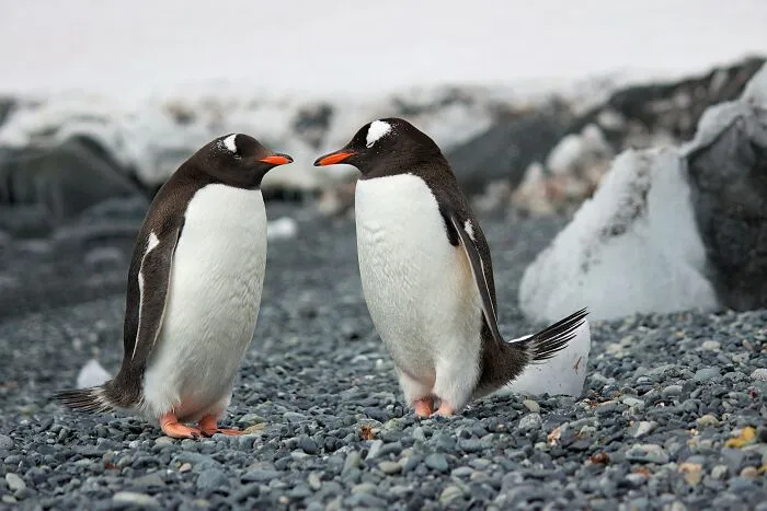 Male Gentoo And Adelie Penguins "Propose" To Females By Giving Them A Pebble