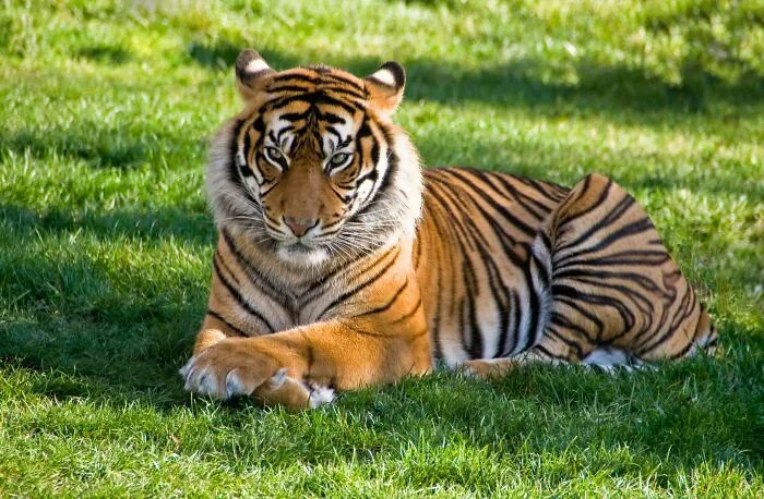 A Tiger's Skin Also Has Stripes