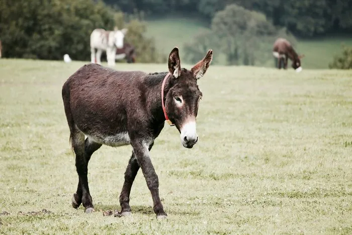 Donkeys Aren't Waterproof