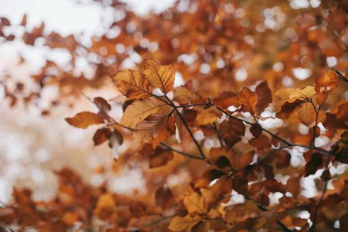 Trees Can Fight Back
