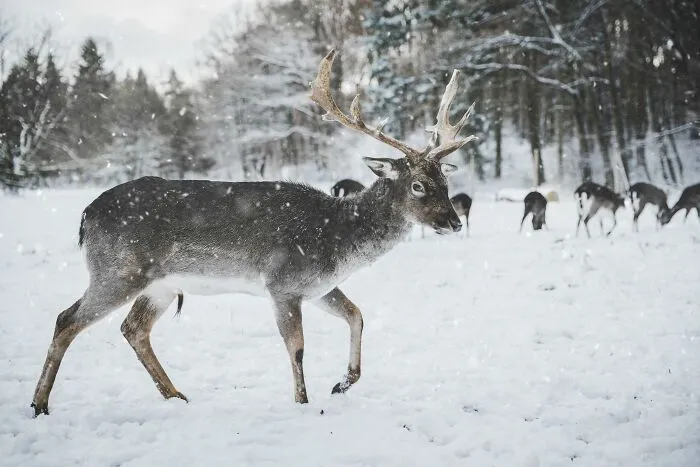 Reindeer Eyeballs Turn Blue In Winter To Help Them See At Lower Light Levels. (They're Golden-Colored In Summer.) No Other Mammals Are Known To Have This Ability