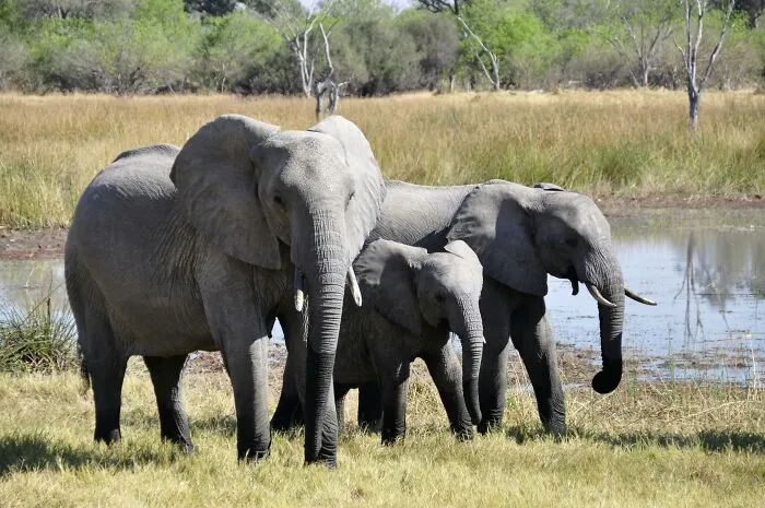 Elephants "Never" Forget