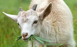 When Nature Gets Weird: 50 Odd Facts That May Leave You Looking At The World Differently