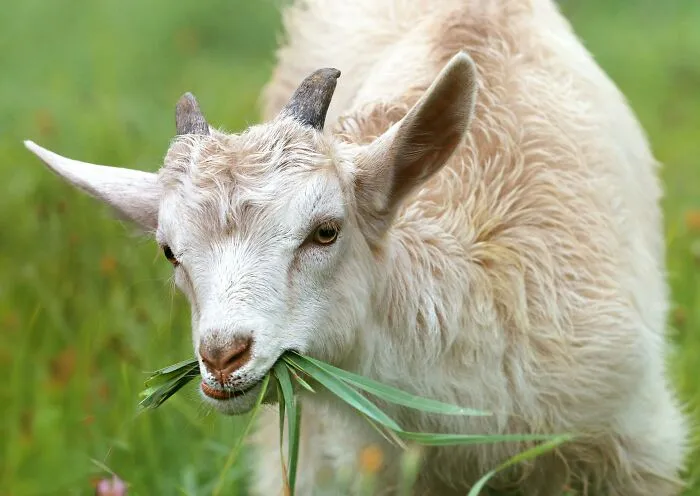 Young Goats Pick Up Accents From Each Other, Joining Humans, Bats, And Whales As Mammals Known To Adjust Their Vocal Sounds To Fit Into A New Social Group