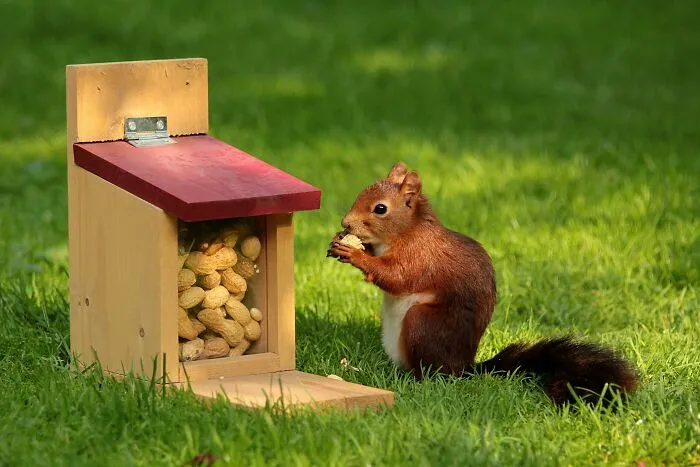 Squirrels Plant Thousands Of Trees Each Year
