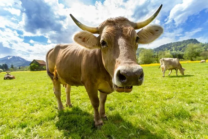 Cows K*ll More People Than Sharks