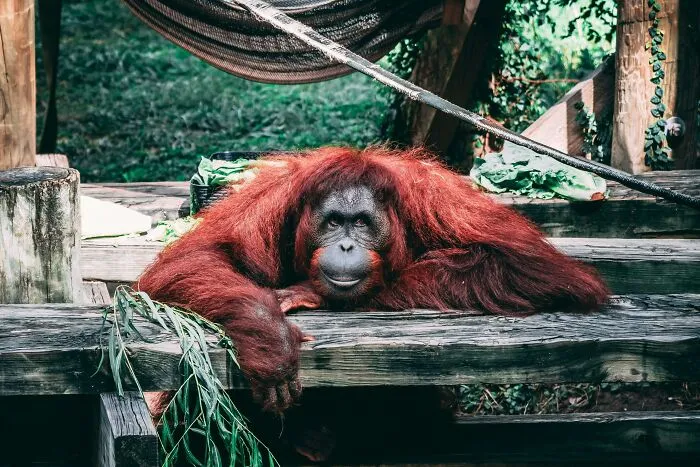 Orangutans Self-Medicate