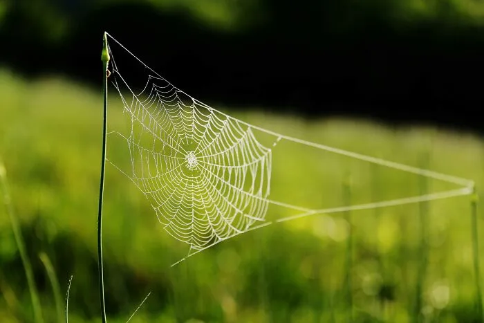 A Single Strand Of Spider Silk Is Thinner Than A Human Hair But Also Five Times Stronger Than Steel Of The Same Width. A Rope Just 2 Inches Thick Could Reportedly Stop A Boeing 747