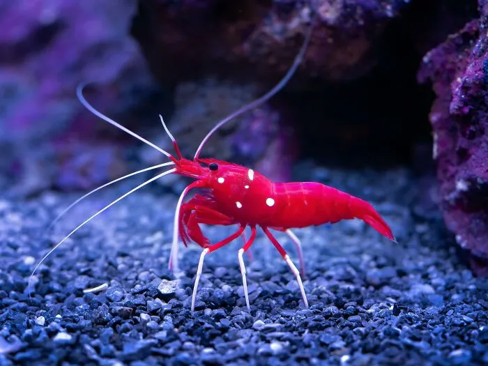 The Loudest Animal In The World Is A Shrimp